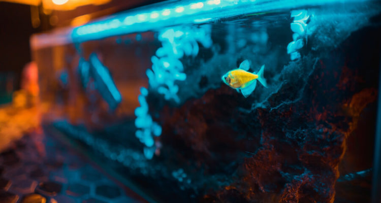 oświetlenie do akwarium